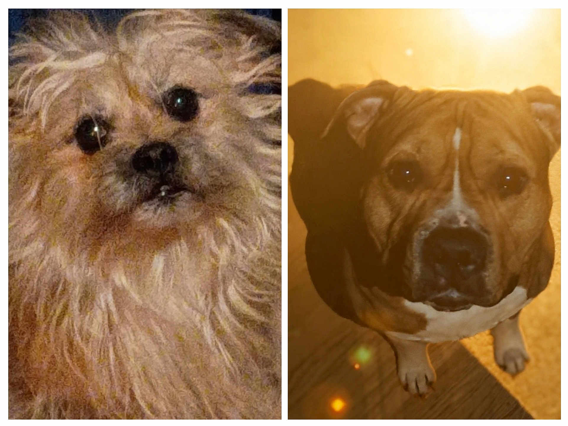 Carlosnrocco is registered to the contest to win money with this photo: dog, dogs, pet, portrait, closeup, fur, furry, muzzle, eyes, nose, paws, indoor, wood_floor, lens_flare, backlight, split_image, brown_coat, white_fur, small_dog, mixed_breed