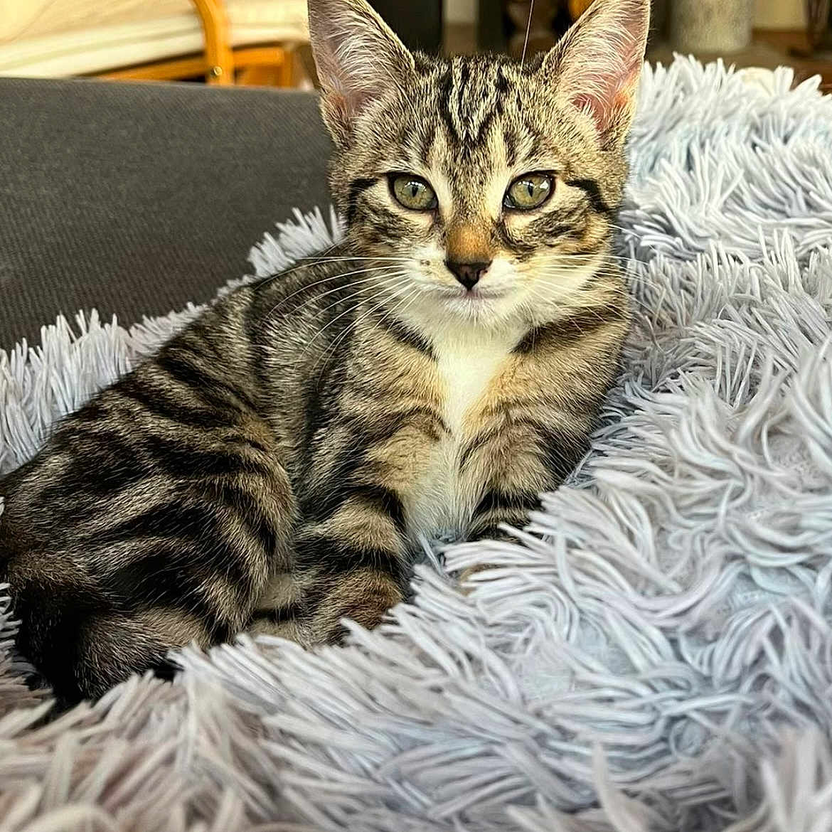 Willow a rejoint le concours — aidez-le/la à gagner de superbes lots ! animal, cat, closeup, couch, cozy, curious, cute, domestic, ears, fluffy_blanket, fur, furniture, indoor, kitten, pet, portrait, relaxed, tabby, whiskers, young