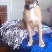 Remy is registered to the contest to win money with this photo: bed, blanket, calm, canine, collar, couch, dog, domestic_animal, fireplace, furniture, home_decor, indoor, living_room, looking_away, painting, pet, quiet, resting, soft_light, wood_floor