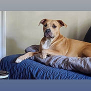 Remy joined the competition — help win amazing prizes! dog, tan_dog, bed, blanket, quilt, indoor, pet, animal, lounging, resting, canine, furniture, relaxed, looking, ears, paw, nose, wall, comfort, domestic