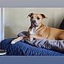 dog, tan_dog, bed, blanket, quilt, indoor, pet, animal, lounging, resting, canine, furniture, relaxed, looking, ears, paw, nose, wall, comfort, domestic