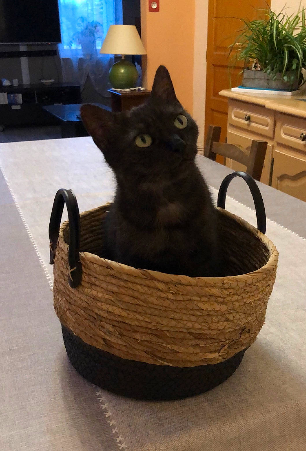 Jackie a rejoint le concours — aidez-le/la à gagner de superbes lots ! bag, basket, black_cat, bombay, cabinetry, carnivore, cat, cat_supply, comfort, domestic_short_haired_cat, felidae, flooring, hardwood, houseplant, luggage_and_bags, plant, room, small_to_medium_sized_cats, whiskers, wood