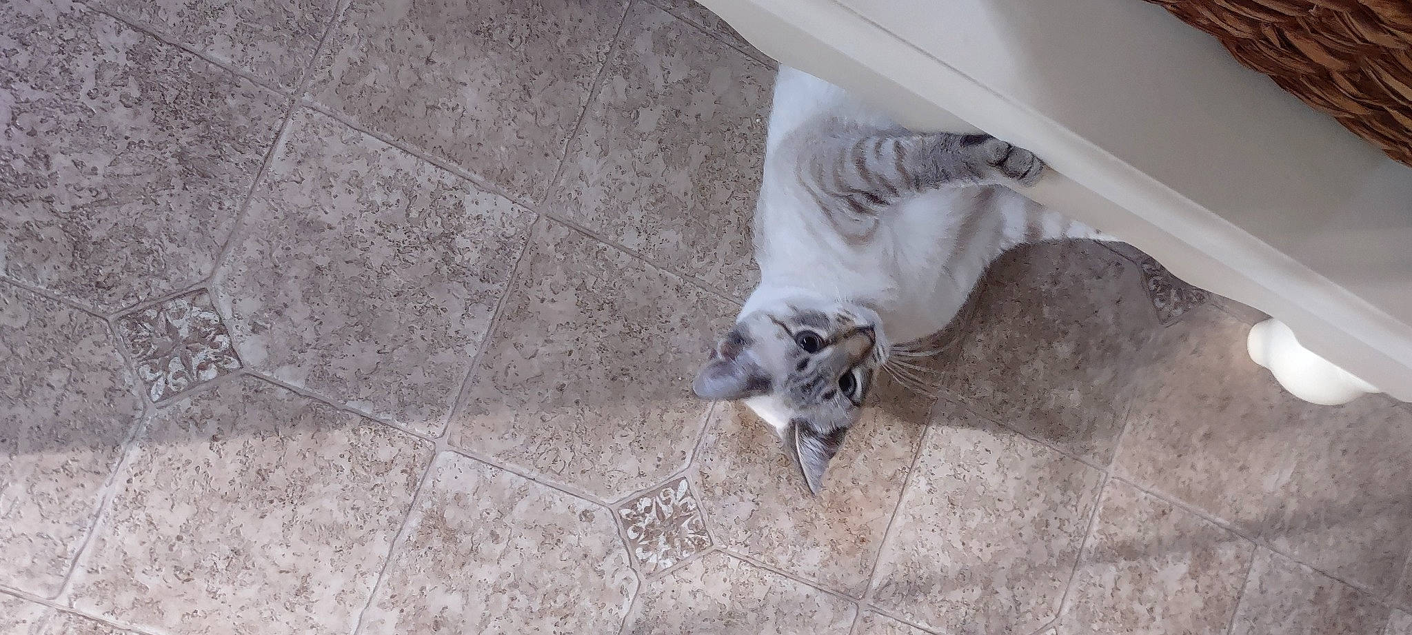 Miles joined the competition — help win amazing prizes! canidae, carnivore, cat, claw, comfort, dog_breed, domestic_short_haired_cat, fawn, felidae, floor, flooring, fur, grey, hardwood, paw, small_to_medium_sized_cats, sporting_group, tail, whiskers, wood