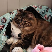 Tiger Lily is registered to the contest to win money with this photo: cat, tabby, fluffy, pet_bed, plush_toy, snoopy, snuggling, indoor, cozy, feline, animal, cute, resting, soft, comfort, fur, pink_blanket, relaxed, home, cute_pet