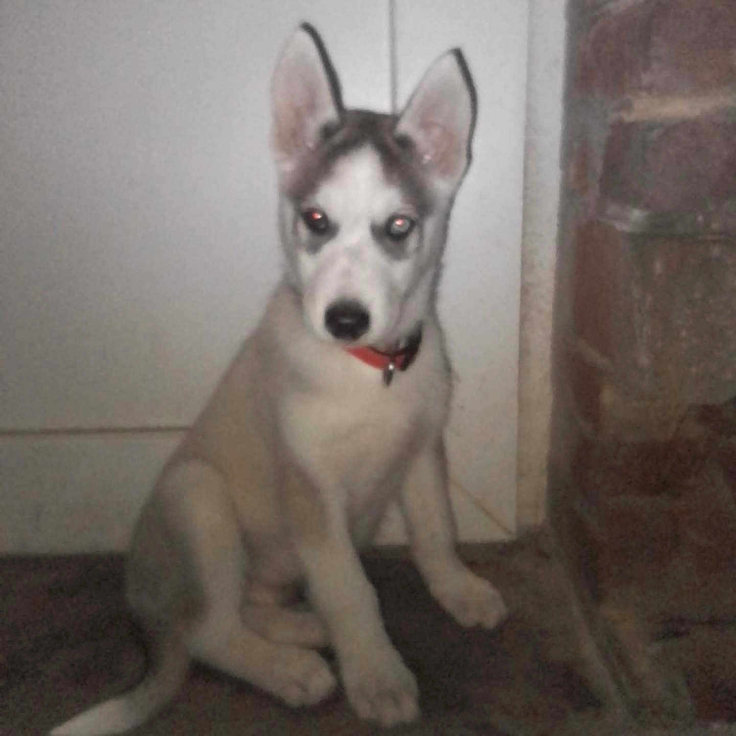 Aïko a rejoint le concours — aidez-le/la à gagner de superbes lots ! animal, background, brick_wall, canine, collar, cute, dog, door, ears, floor, fur, house, indoor, looking, pet, portrait, puppy, red_eye, sitting, young_dog