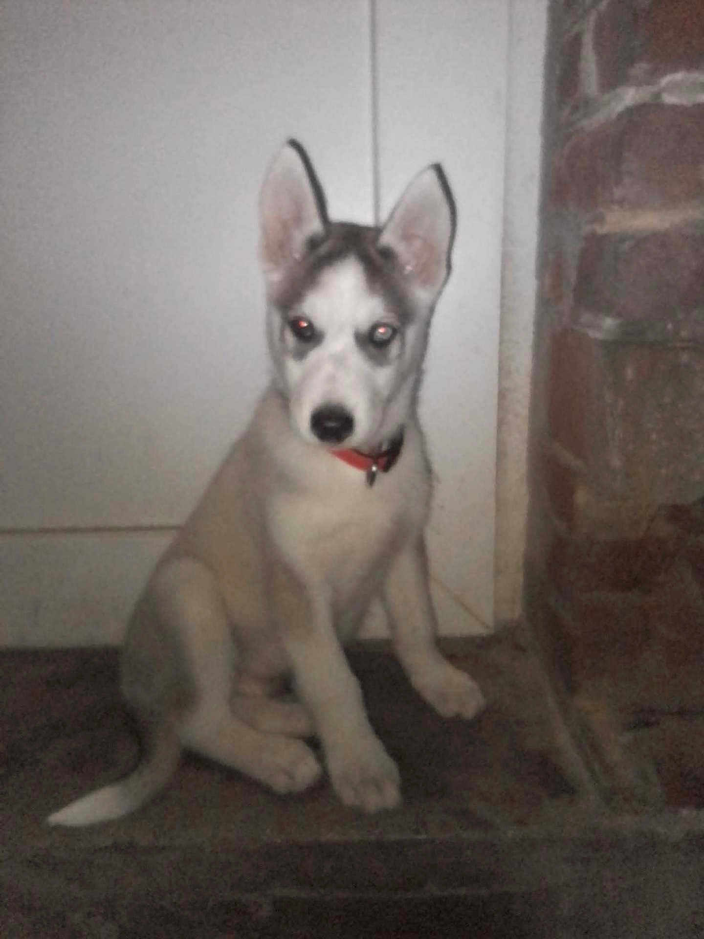 Aïko a rejoint le concours — aidez-le/la à gagner de superbes lots ! puppy, dog, indoor, sitting, red_eye, brick_wall, door, collar, pet, animal, young_dog, floor, cute, ears, looking, fur, house, background, portrait, canine