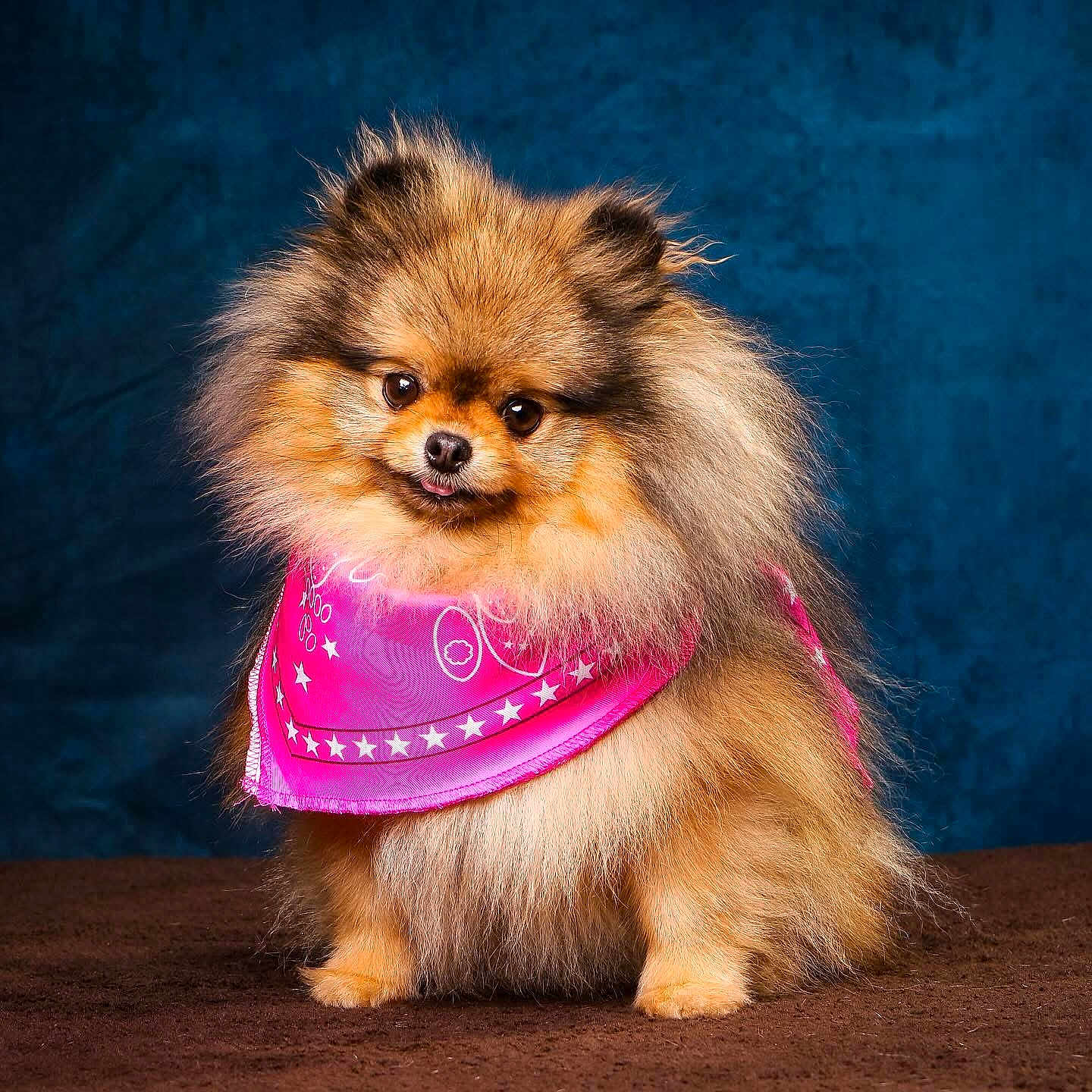 Tiara participe au concours pour gagner de l'argent avec cette photo : accessories, animal, bandana, canine, cockerspaniel, dog, eskimodog, headband, leash, papillon, pet, puppy