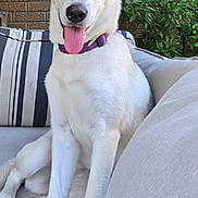 Eloise joined the competition — help win amazing prizes! dog, white_dog, heterochromia, blue_eye, brown_eye, tongue_out, purple_collar, sitting, outdoor, couch, brick_wall, plant, ears_up, pet, canine, happy, portrait, domestic_animal, fur, paw