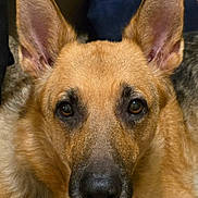 Roxie joined the competition — help win amazing prizes! dog, german_shepherd, close_up, portrait, fluffy, golden_coat, large_ears, upright_ears, brown_fur, black_nose, brown_eyes, facial_expression, pet, canine, indoor, couch, blanket, warm_lighting, centered_composition, photography