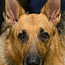 dog, german_shepherd, close_up, portrait, fluffy, golden_coat, large_ears, upright_ears, brown_fur, black_nose, brown_eyes, facial_expression, pet, canine, indoor, couch, blanket, warm_lighting, centered_composition, photography