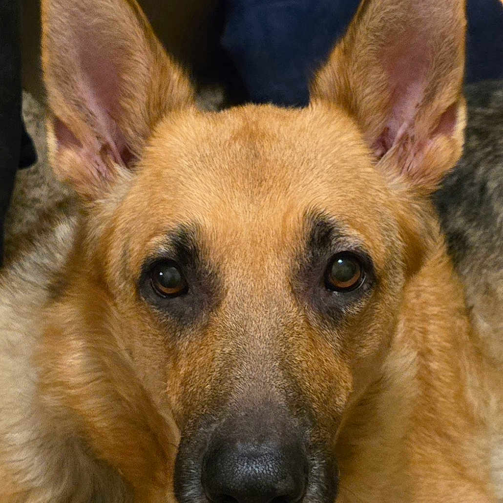 Roxie