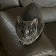 Miku joined the competition — help win amazing prizes! cat, gray_cat, pet, feline, animal, indoor, couch, leather, furniture, sitting, whiskers, ears, eyes, face, domestic_animal, cozy, home, quiet, resting, curious