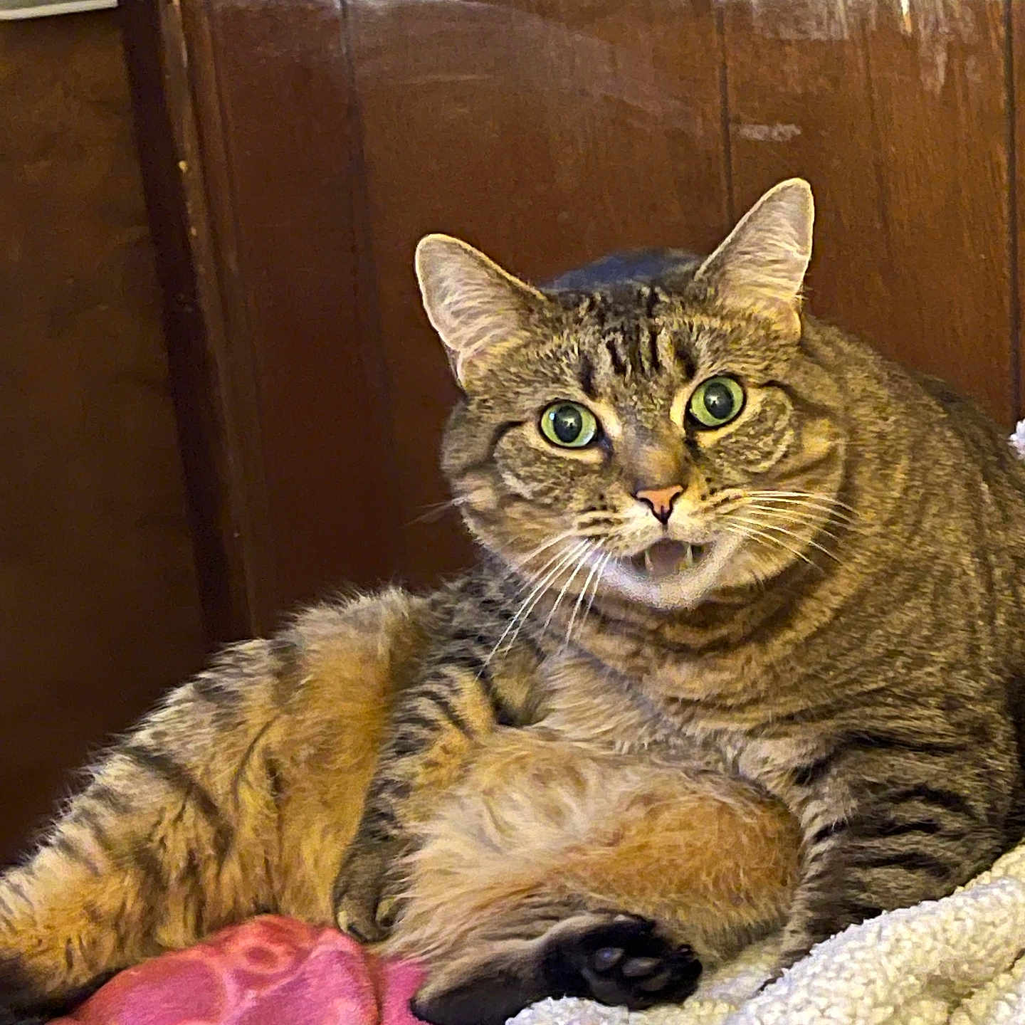 Mystery joined the competition — help win amazing prizes! cat, tabby, feline, pet, indoor, bed, blanket, cozy, fur, whiskers, ears, resting, wide_eyes, home, wooden_wall, comfort, animal, cute, relaxed, domestic