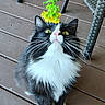 cat, black_and_white, yellow_eyes, flower, wooden_deck, curious, whiskers, pet, animal, indoor, feline, paws, close_up, looking_up, plant, nature, fur, sitting, domestic_animal, outdoor_furniture