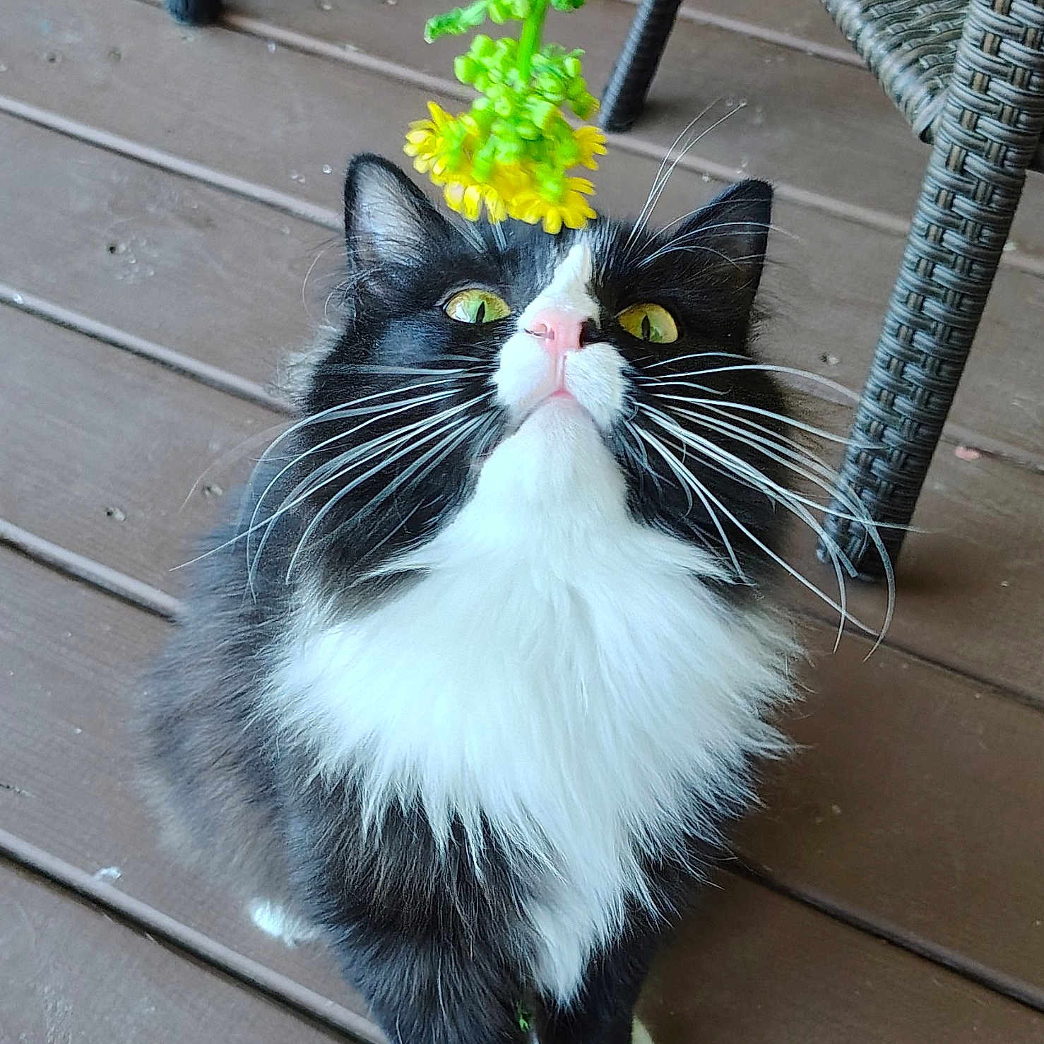 Natalie is registered to the contest to win money with this photo: cat, black_and_white, yellow_eyes, flower, wooden_deck, curious, whiskers, pet, animal, indoor, feline, paws, close_up, looking_up, plant, nature, fur, sitting, domestic_animal, outdoor_furniture