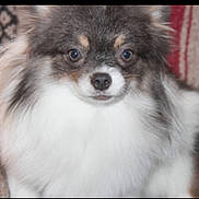 Blueberry is registered to the contest to win money with this photo: dog, fluffy, pet, animal, cute, fur, portrait, indoor, small_dog, face, eyes, nose, muzzle, long_fur, brown, white, black, companion, domestic_animal, closeup