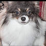 dog, fluffy, pet, animal, cute, fur, portrait, indoor, small_dog, face, eyes, nose, muzzle, long_fur, brown, white, black, companion, domestic_animal, closeup