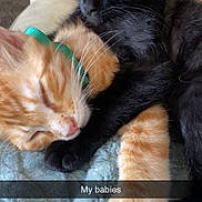 Samon And Peanut is registered to the contest to win money with this photo: kittens, cat, orange_cat, black_cat, sleeping, cuddling, pets, animals, furry, whiskers, paws, close_up, portrait, indoors, chair, blanket, cozy, adorable, text_overlay, nap
