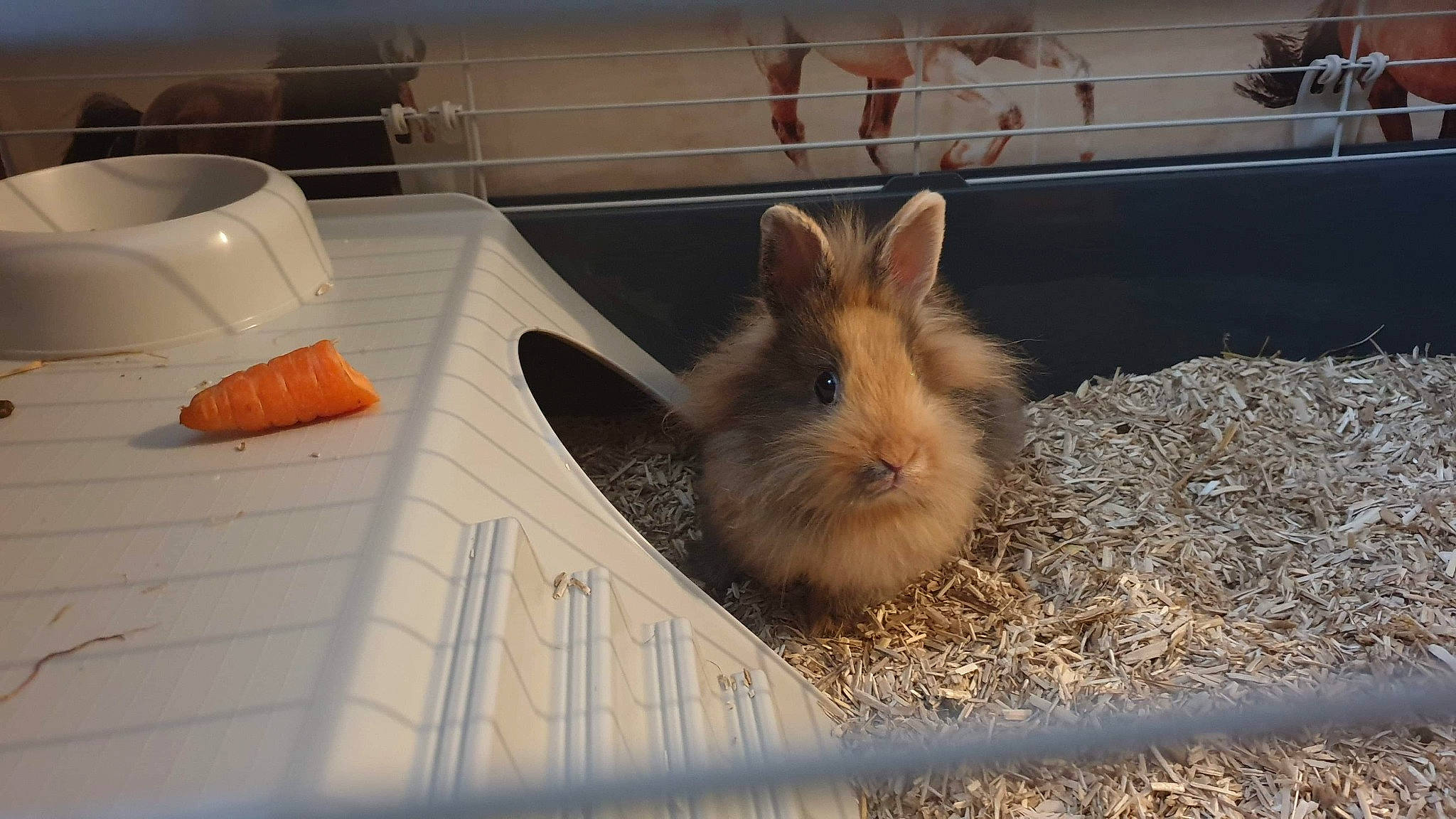 Taiga participe au concours pour gagner de l'argent avec cette photo : cage, domestic_rabbit, ear, fawn, hare, rabbit, rabbits_and_hares, whiskers