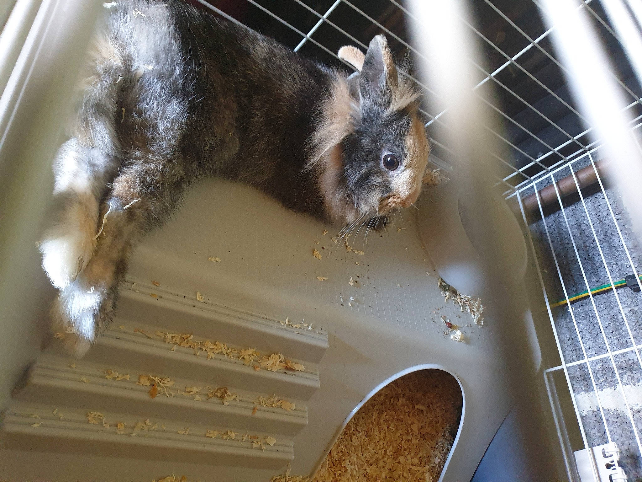 Taiga a rejoint le concours — aidez-le/la à gagner de superbes lots ! animal_shelter, cage, degu, fur, rabbit, rabbits_and_hares, whiskers