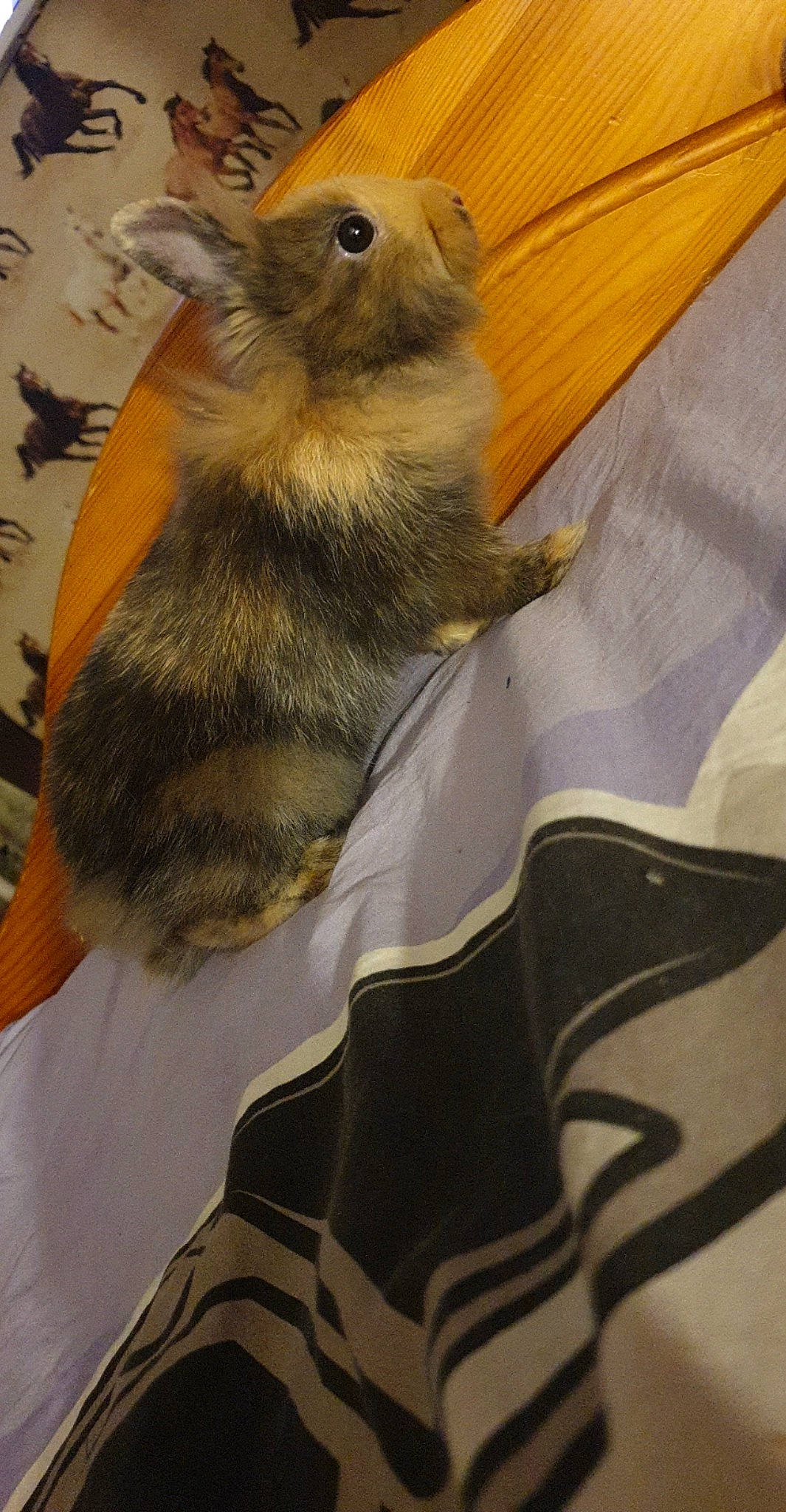 Taiga participe au concours pour gagner de l'argent avec cette photo : degu, fawn, fur, gerbil, hamster, mouse, muridae, muroidea, rodent, tail, whiskers