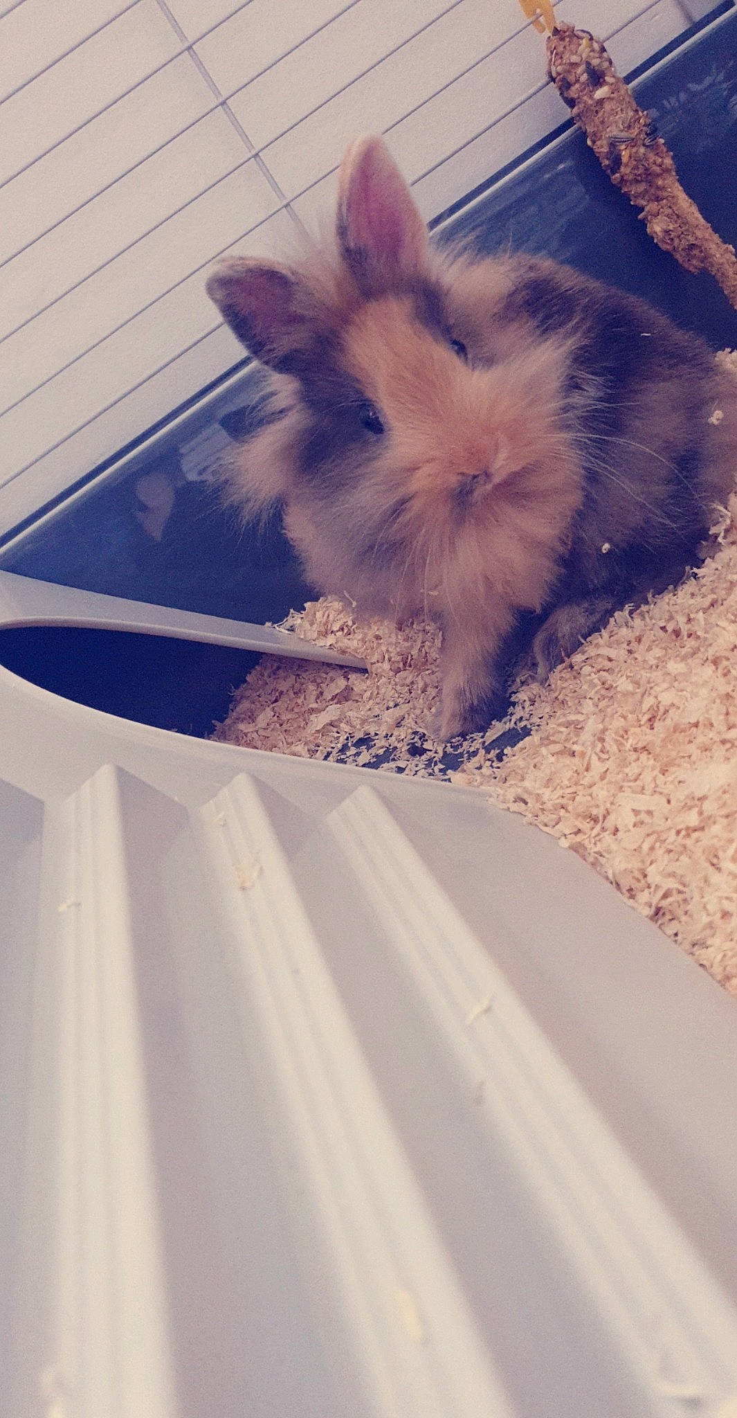 Taiga participe au concours pour gagner de l'argent avec cette photo : cairn_terrier, canidae, carnivore, dog, dog_breed, ear, fawn, fur, morkie, puppy, terrier, toy_dog, yorkshire_terrier