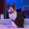 Tiana Soares joined the competition — help win amazing prizes! cat, gray_and_white, red_collar, pet, indoor, plush_bed, led_lights, blue_lighting, feline, animal, cute, domestic_cat, sitting, fur, whiskers, alert, household, comfort, relaxed, night
