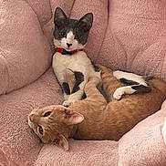 Tiana Soares joined the competition — help win amazing prizes! cat, cats, armchair, pink, plush, furniture, pet, domestic_animal, relaxing, cozy, orange_cat, gray_and_white_cat, collar, indoor, cute, animal, two_cats, resting, curious, soft_texture
