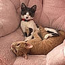 cat, cats, armchair, pink, plush, furniture, pet, domestic_animal, relaxing, cozy, orange_cat, gray_and_white_cat, collar, indoor, cute, animal, two_cats, resting, curious, soft_texture