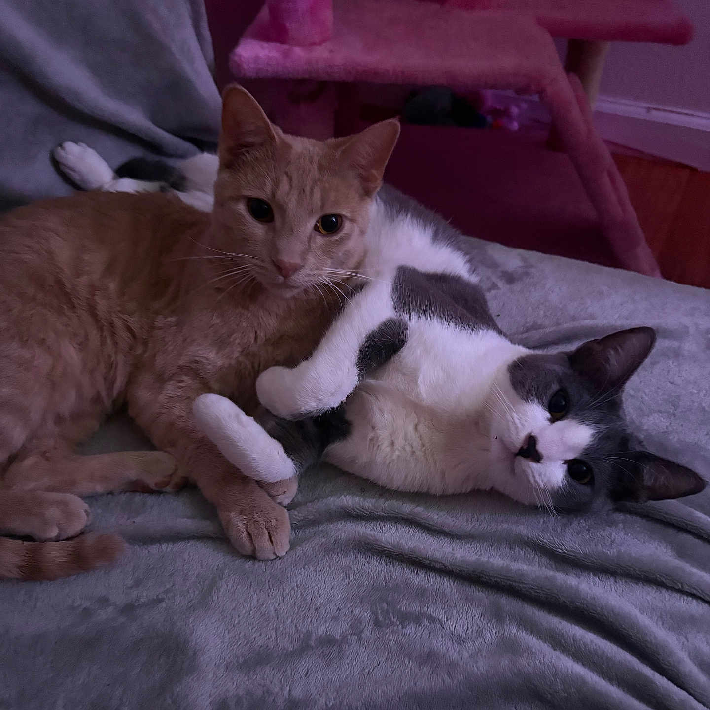 Tiana Soares joined the competition — help win amazing prizes! cat, orange_cat, white_cat, gray_patches, cuddling, pets, feline, indoor, blanket, bed, resting, cute, animal, cozy, soft_texture, cat_tree, pink, fur, whiskers, relaxing