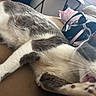 Tiana Soares is registered to the contest to win money with this photo: cat, gray_and_white, paw, licking, indoor, couch, bag, pink, black, furniture, relaxing, closeup, whiskers, fur, pet, animal, domestic, resting, window, cushion