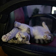 Lola joined the competition — help win amazing prizes! cat, chair, pet, indoor, feline, stretching, black, red, curious, relaxed, whiskers, paw, fur, domestic_animal, animal, cute, cozy, soft_focus, portrait, upside_down
