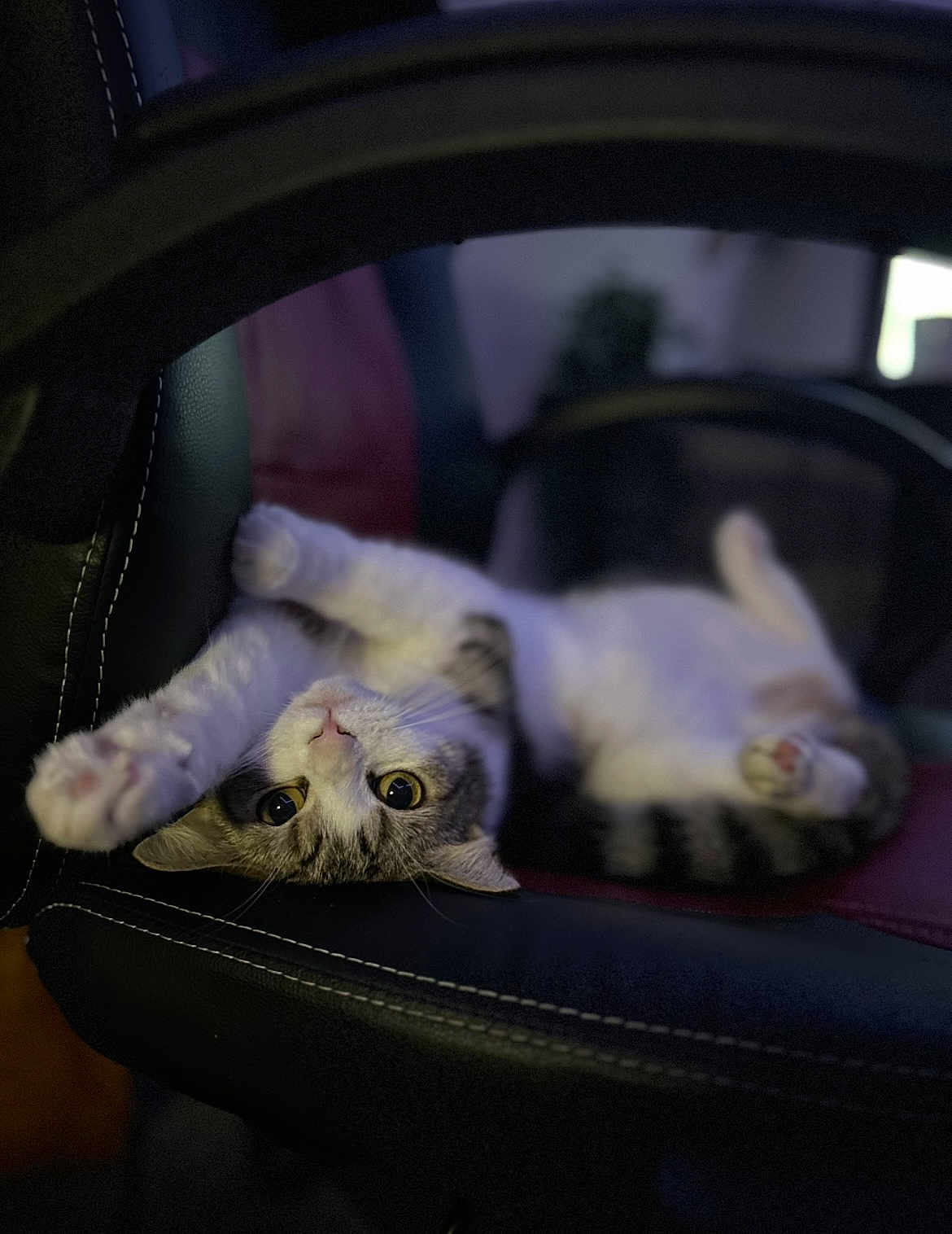 Lola