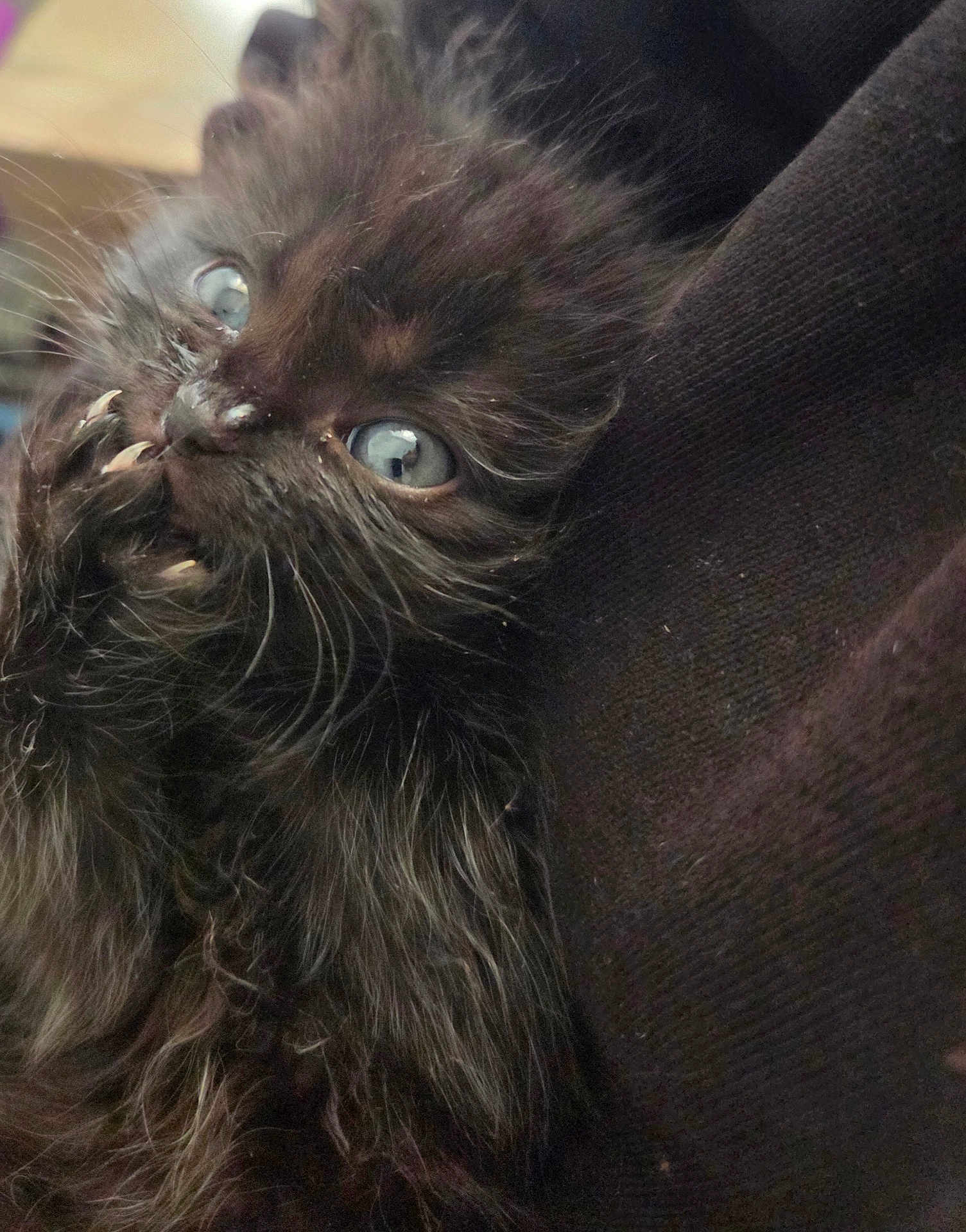 Hocus Pocus is registered to the contest to win money with this photo: kitten, cat, blue_eyes, close_up, fluffy, black_fur, pet, animal, cute, whiskers, face, feline, young, indoor, soft_texture, curious, portrait, resting, dark_background, fur