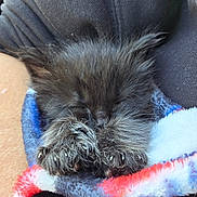 Hocus Pocus is registered to the contest to win money with this photo: kitten, cat, sleeping, paw, claws, fleece_blanket, black_fur, cozy, resting, pet, animal, cute, small, furry, nap, warm, indoor, closeup, human_arm, soft
