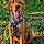Flynn