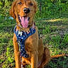 Flynn joined the competition — help win amazing prizes! dog, golden_retriever, puppy, grass, leash, harness, outdoor, nature, trees, pond, sunlight, happy, tongue_out, sitting, canine, pet, summer, greenery, animal, daytime