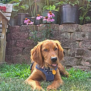 Flynn joined the competition — help win amazing prizes! bench, canine, collar, dog, fence, flower_pot, garden, golden_retriever, grass, greenery, harness, nature, outdoor, pet, pink_flower, playful, puppy, stone_wall, summer, sunlight