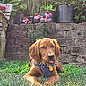 bench, canine, collar, dog, fence, flower_pot, garden, golden_retriever, grass, greenery, harness, nature, outdoor, pet, pink_flower, playful, puppy, stone_wall, summer, sunlight