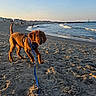 Flynn is registered to the contest to win money with this photo: dog, puppy, beach, sand, leash, sunset, water, waves, ocean, sky, people, walking, horizon, outdoor, nature, vacation, holiday, coast, recreation, canine