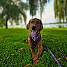 Flynn is registered to the contest to win money with this photo: animal, blurred_background, canine, dog, golden_retriever, grass, greenery, happy, harness, lake, leash, nature, outdoor, pet, playful, puppy, summer, sunlight, tongue_out, trees