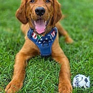Flynn is registered to the contest to win money with this photo: dog, puppy, golden_retriever, grass, outdoor, pet, animal, tongue_out, happy, playful, toy, soccer_ball, chewed_toy, blue_harness, close_up, lying_down, summer, greenery, cute, canine