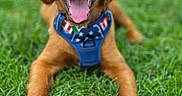 Flynn is registered to the contest to win money with this photo: animal, blue_harness, canine, chewed_toy, close_up, cute, dog, golden_retriever, grass, greenery, happy, lying_down, outdoor, pet, playful, puppy, soccer_ball, summer, tongue_out, toy