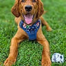 dog, puppy, golden_retriever, grass, outdoor, pet, animal, tongue_out, happy, playful, toy, soccer_ball, chewed_toy, blue_harness, close_up, lying_down, summer, greenery, cute, canine