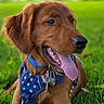 Flynn is registered to the contest to win money with this photo: animal, blue_harness, canine, closeup, collar, dog, golden_retriever, grass, greenery, happy, harness, leash, nature, outdoor, pet, playful, puppy, summer, tongue_out, young_dog