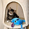 kitten, cat, pet, animal, fur, fluffy, black_and_white, blue_eyes, sitting, cat_tree, scratching_post, pet_bed, plush_toy, stitch_toy, indoor, home, wallpaper, portrait, cute, playful