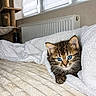 kitten, cat, blue_eyes, fur, tabby, pet, animal, bed, blanket, bedroom, cozy, indoor, window, radiator, cat_tree, portrait, cute, fluffy, sleeping_area, home