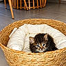 kitten, cat, animal, pet, basket, wicker, woven, cushion, bed, indoor, home, floor, tile, chairs, furniture, portrait, fluffy, black_and_white, blue_eyes, resting