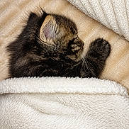 Plume a rejoint le concours — aidez-le/la à gagner de superbes lots ! kitten, cat, tabby, sleeping, cozy, blanket, fluffy, paw, fur, pet, cute, indoors, warm, snuggled, resting, portrait, close_up, soft_texture, brown, black