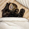 kitten, cat, tabby, sleeping, cozy, blanket, fluffy, paw, fur, pet, cute, indoors, warm, snuggled, resting, portrait, close_up, soft_texture, brown, black